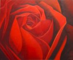 Red rose-1