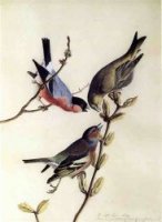 A Chaffinch, Bullfinch and Greenfinch on a Branch of Budding Chestnuts - John James Audubon Oil Painting