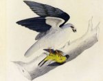 White-tailed Kite - John James Audubon Oil Painting