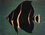 Juvenile Angel Fish - William Aiken Walker oil painting