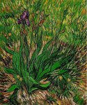 The Iris II - Vincent Van Gogh Oil Painting