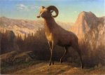 A Rocky Mountain Sheep, Ovis, Montana - Albert Bierstadt Oil Painting