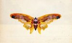 Butterfly - Albert Bierstadt Oil Painting