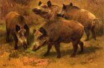Four Boars in a Landscape - Rosa Bonheur Oil Painting