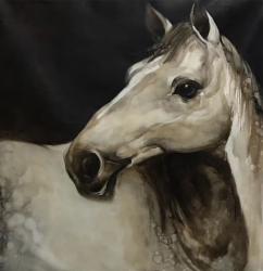 A White Horse In Black Backdrop