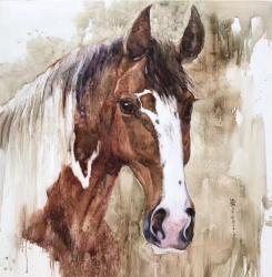 Brown And White Horse