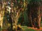 Falconieri Gardens, Frascati - John Singer Sargent Oil Painting