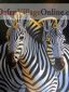 Two heads of zebras