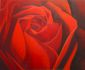 Red rose-1