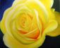 Yellow rose