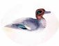 Green Winged Teal - John James Audubon Oil Painting