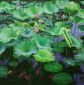 Lotus flower- Oil Painting Reproduction On Canvas