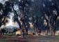 Olive Trees at Corfu - John Singer Sargent Oil Painting