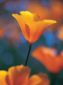 Orange Flowers - Oil Painting Reproduction On Canvas