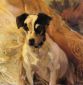 Portrait of a Jack Russell - Joaquin Sorolla y Bastida Oil Painting