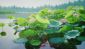 Lotus flower- Oil Painting Reproduction On Canvas