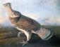 Ruffed Grouse - John James Audubon Oil Painting