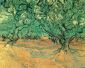 Olive Trees - Vincent Van Gogh Oil Painting
