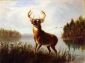 Eight Point Stag - Arthur Fitzwilliam Tait Oil Painting