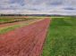 Landscape-Study in Yellow and Rose - Gustave Caillebotte Oil Painting