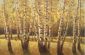 Autumn Woods-Paint on one canvas - Oil Painting Reproduction On Canvas