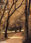 Yerres, Path Through the Old Growth Woods in the Park - Gustave Caillebotte Oil Painting