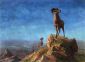 Rocky Mountain Big Horns - Albert Bierstadt Oil Painting