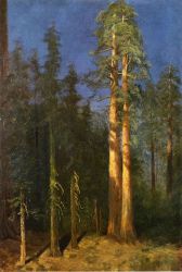California Redwoods - Albert Bierstadt Oil Painting