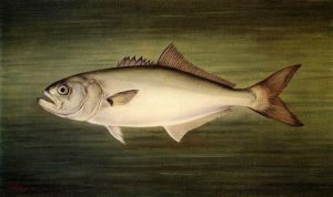 Blue Fish -   William Aiken Walker Oil Painting