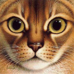 The Head of a Lovely Cat - Oil Painting Reproduction On Canvas