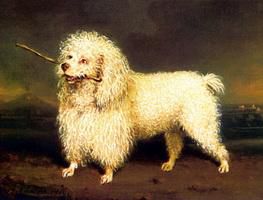 A Lovely Poodle - Oil Painting Reproduction On Canvas