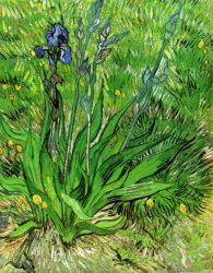 The Iris -   Vincent Van Gogh Oil Painting