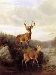 Buck and Doe - Arthur Fitzwilliam Tait Oil Painting