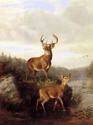 Buck and Doe -  Arthur Fitzwilliam Tait Oil Painting