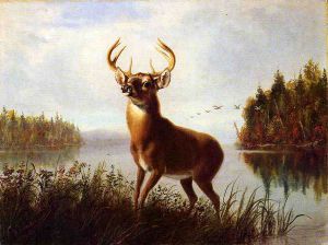 Eight Point Stag -   Arthur Fitzwilliam Tait Oil Painting