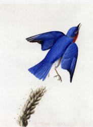 Eastern Bluebird - John James Audubon Oil Painting