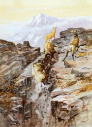 Big Horn Sheep -   Charles Marion Russell Oil Painting