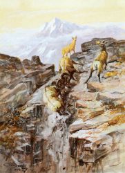 Big Horn Sheep - Charles Marion Russell Oil Painting