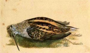 Woodcock - John James Audubon Oil Painting