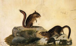 Two Ground Squirrels -   John James Audubon Oil Painting